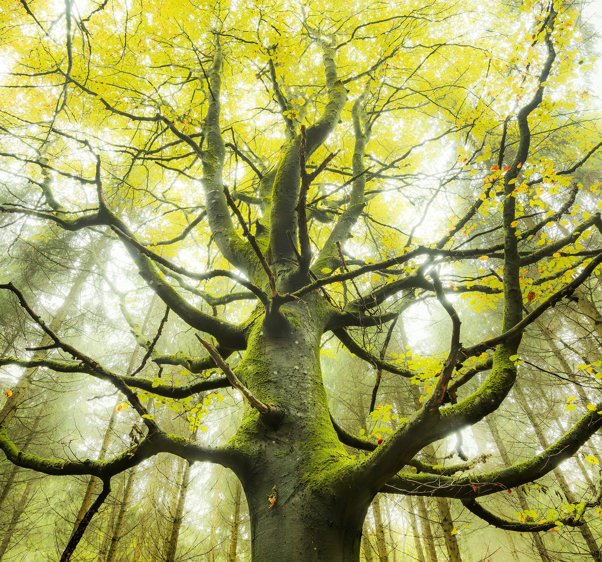 Komar Vliesbehang Digitale print vlies - Der Traumbaum - Afmeting 300 x 280 cm (6 stuks) zelfklevend behang maat 6 3x2,8 m groen