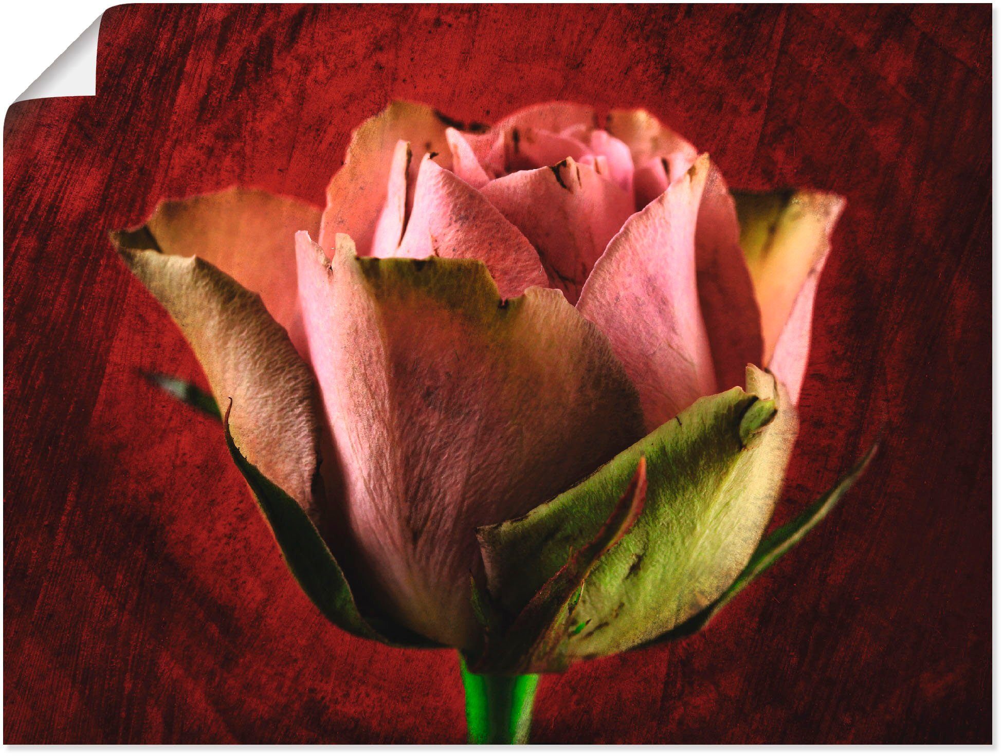Artland Poster Roze roos als artprint op linnen, muursticker of poster in verschillende maten
