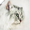 artland artprint kattenportret in vele afmetingen  productsoorten - artprint van aluminium - artprint voor buiten, artprint op linnen, poster, muursticker - wandfolie ook geschikt voor de badkamer (1 stuk) wit