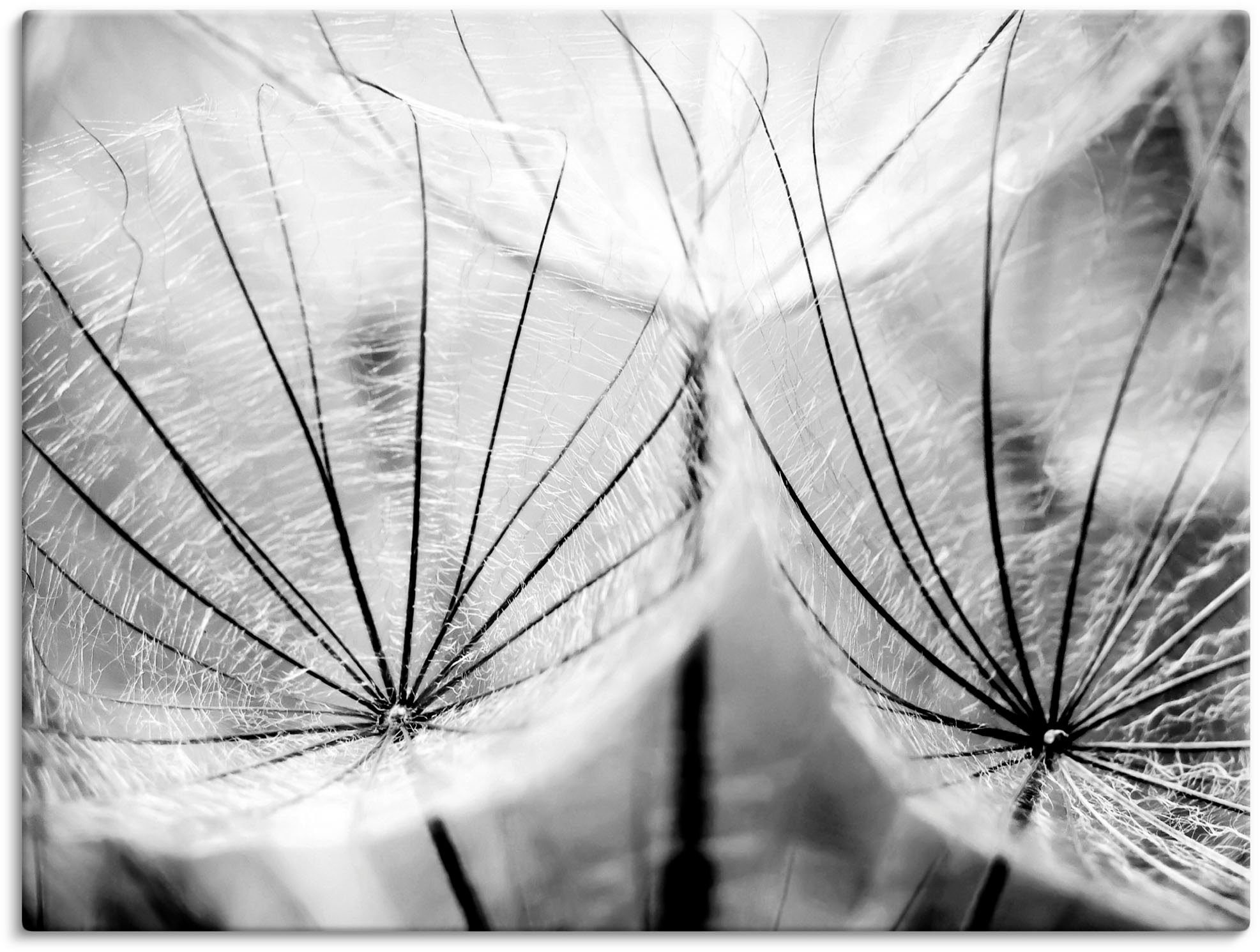 Artland Artprint Pluizenbol in zwart-wit in vele afmetingen & productsoorten - artprint van aluminium / artprint voor buiten, artprint op linnen, poster, muursticker / wandfolie oo