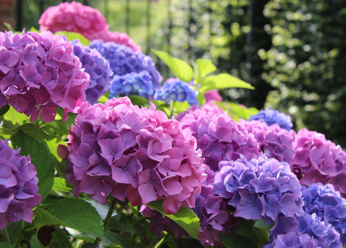 Papermoon Fotobehang Hydrangea Macrophylla