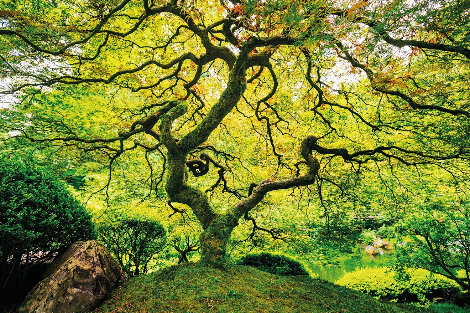 Papermoon Fotobehang Japanese Maple Tree