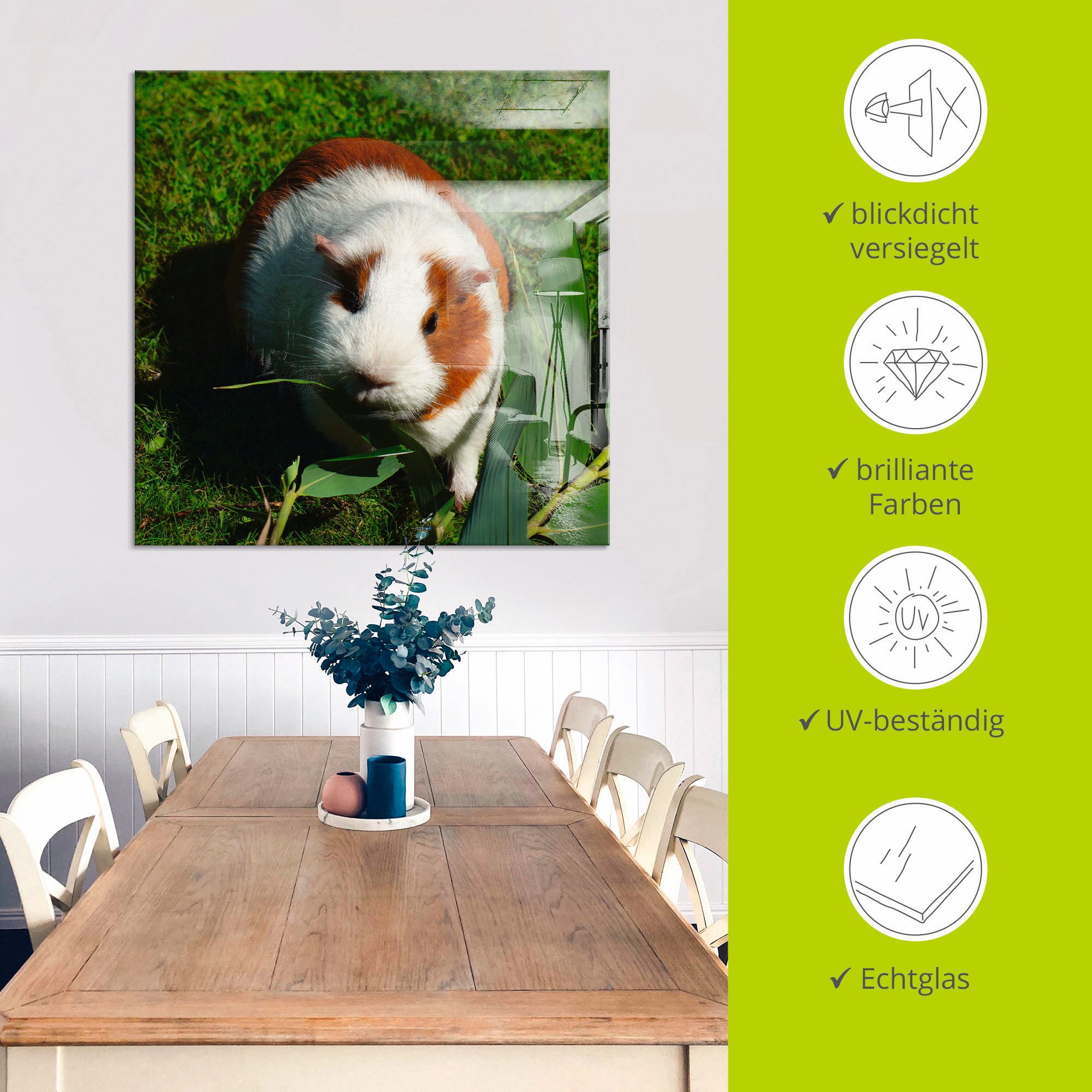 Artland Print op glas Oranje witte cavia in verschillende maten