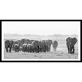 spiegelprofi gmbh wanddecoratie olifanten exclusieve artprint, lijst zwart grijs