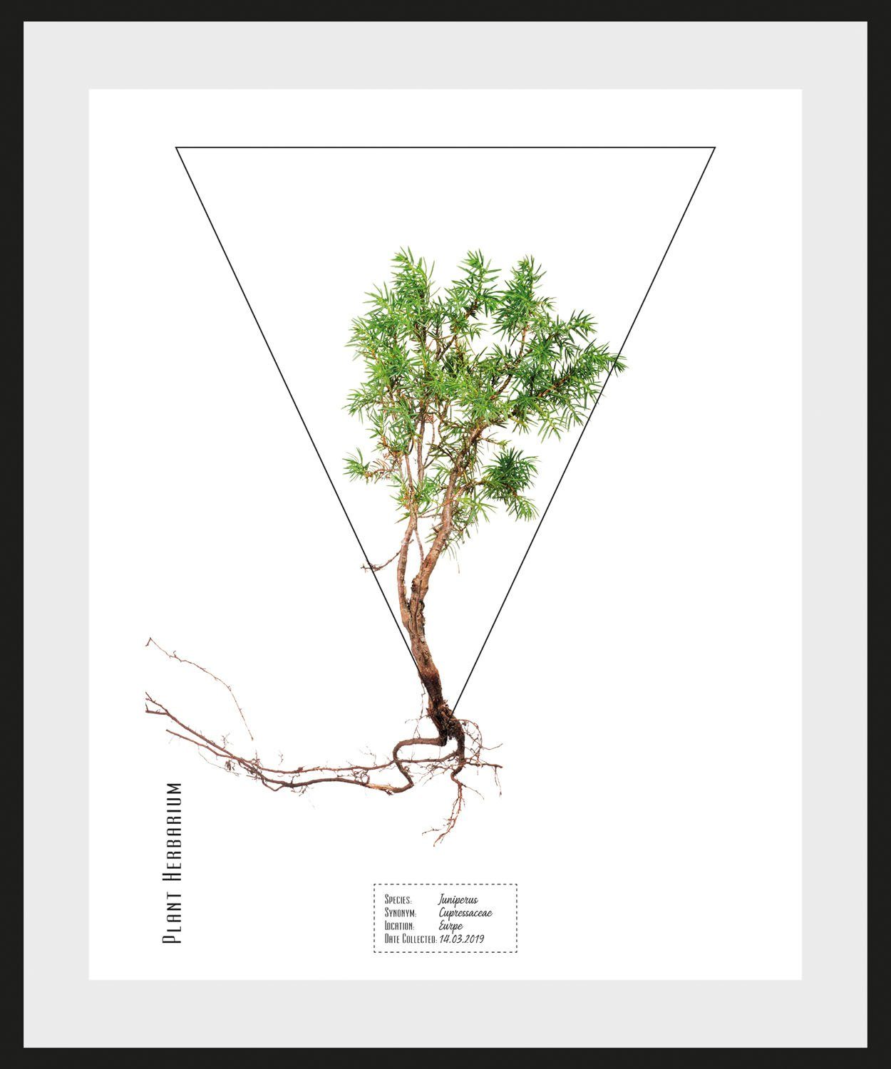 queence Wanddecoratie Juniperus HD premium posterdruk incl. houten lijst (1 stuk)