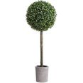 botanic-haus kunstboom buxusbolboompje (1 stuk) groen