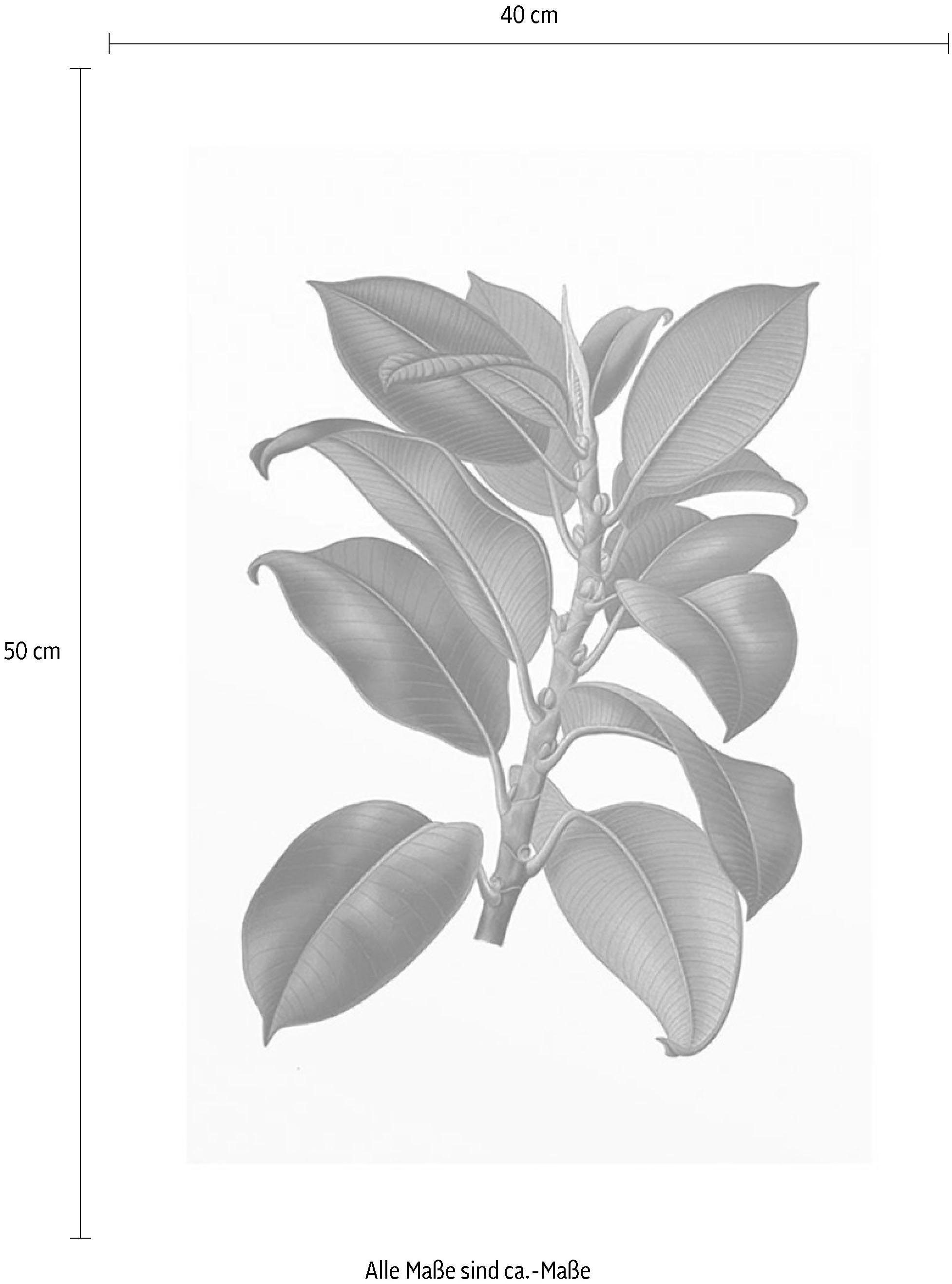 Komar Wanddecoratie Elastica Tree Wanddecoratie - zonder lijst (1 stuk)