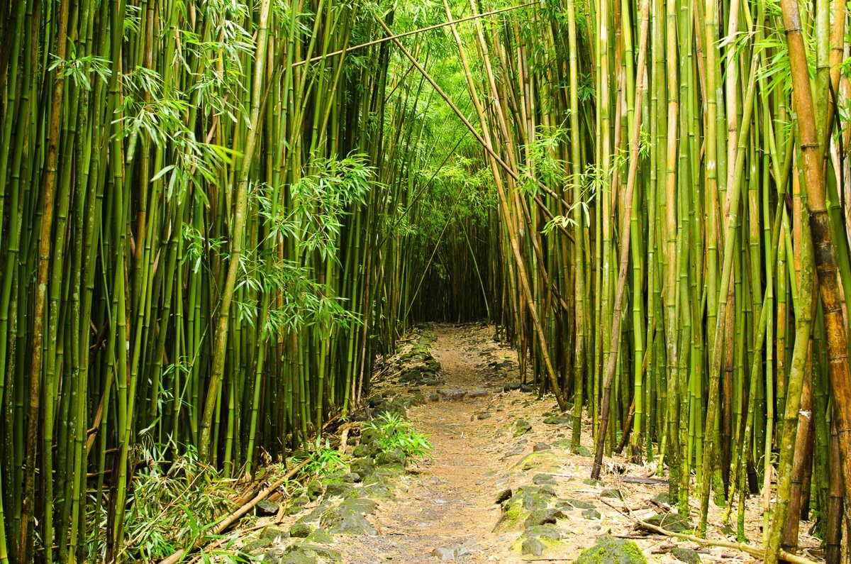 Papermoon Fotobehang Bambuswald Hawaii