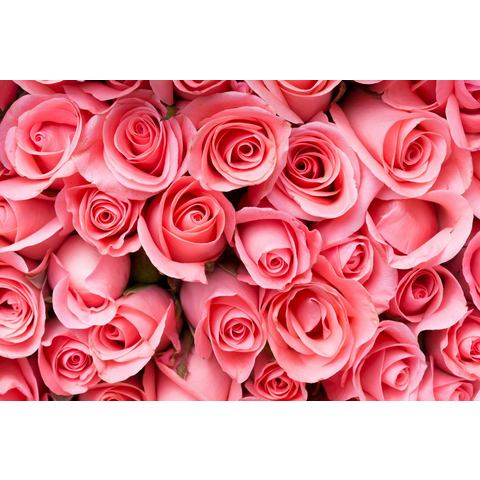 BMD fotobehang Pink Rose Flowers