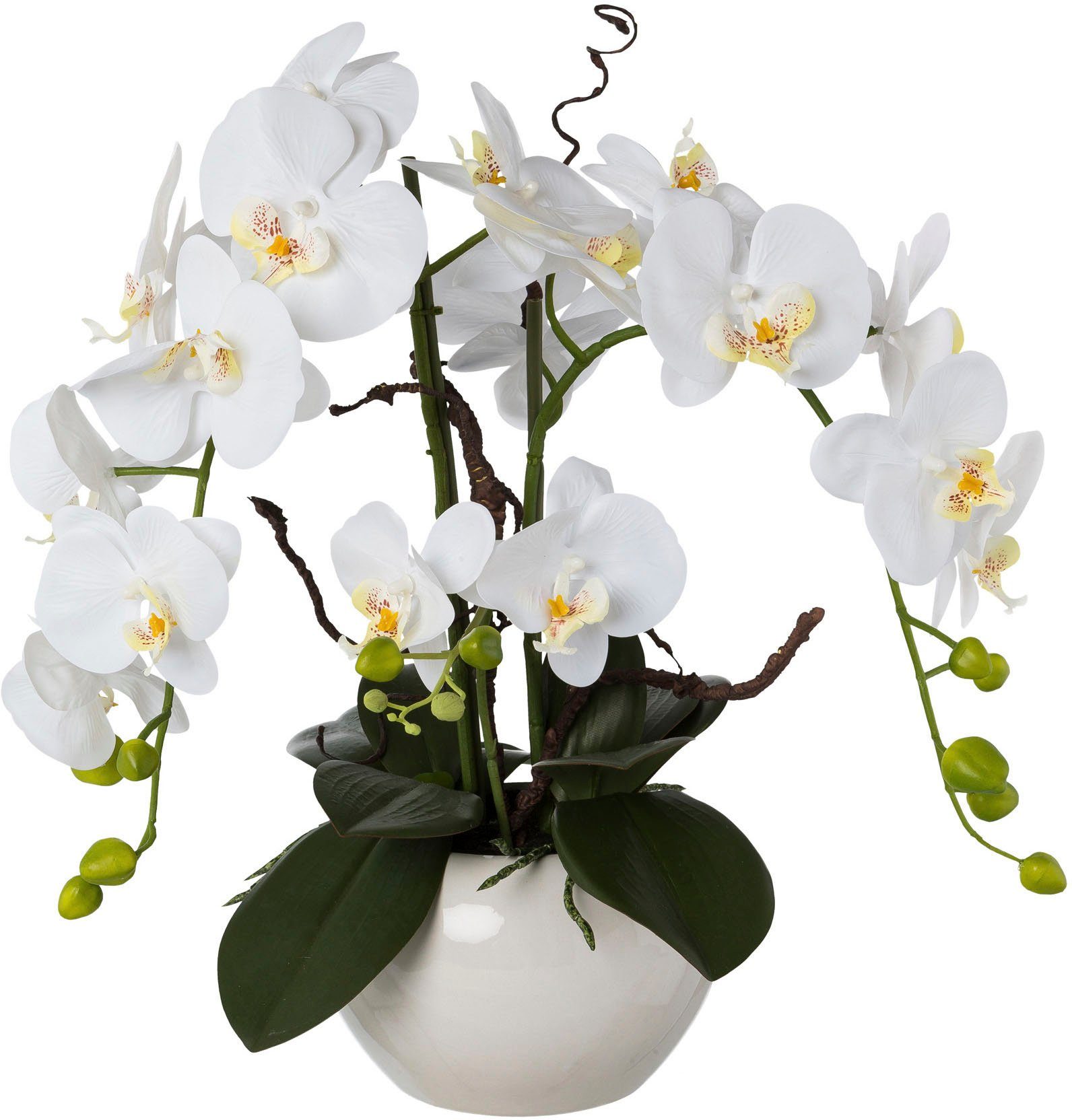 Creativ green Kunstorchidee Vlinderorchidee in een keramische pot