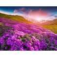 papermoon fotobehang bergen bloemen vliesbehang, eersteklas digitale print multicolor