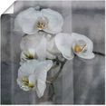 artland artprint witte orchideen - white orchidee in vele afmetingen  productsoorten -artprint op linnen, poster, muursticker - wandfolie ook geschikt voor de badkamer (1 stuk) zwart