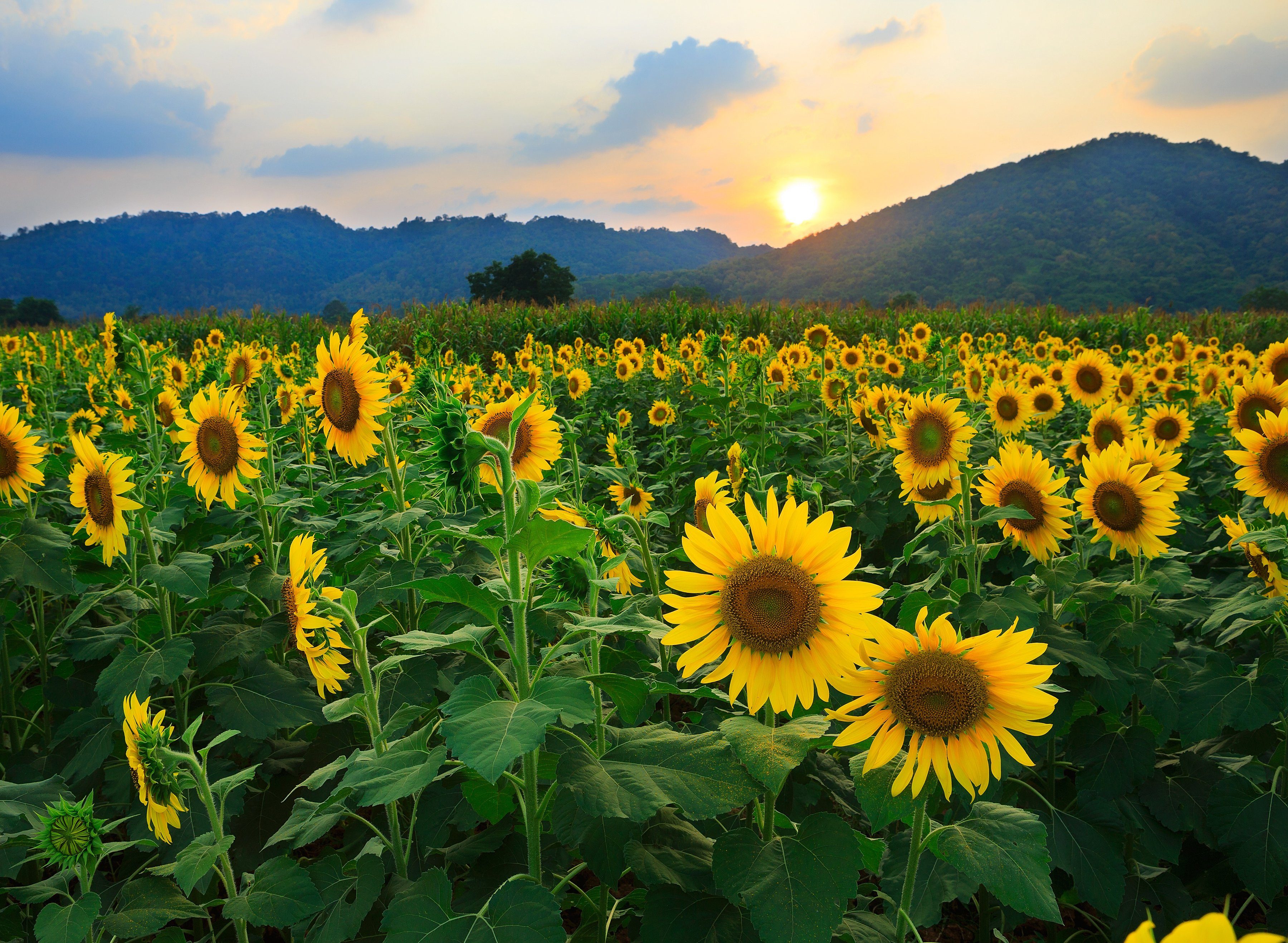 Papermoon Fotobehang Sunflower Field
