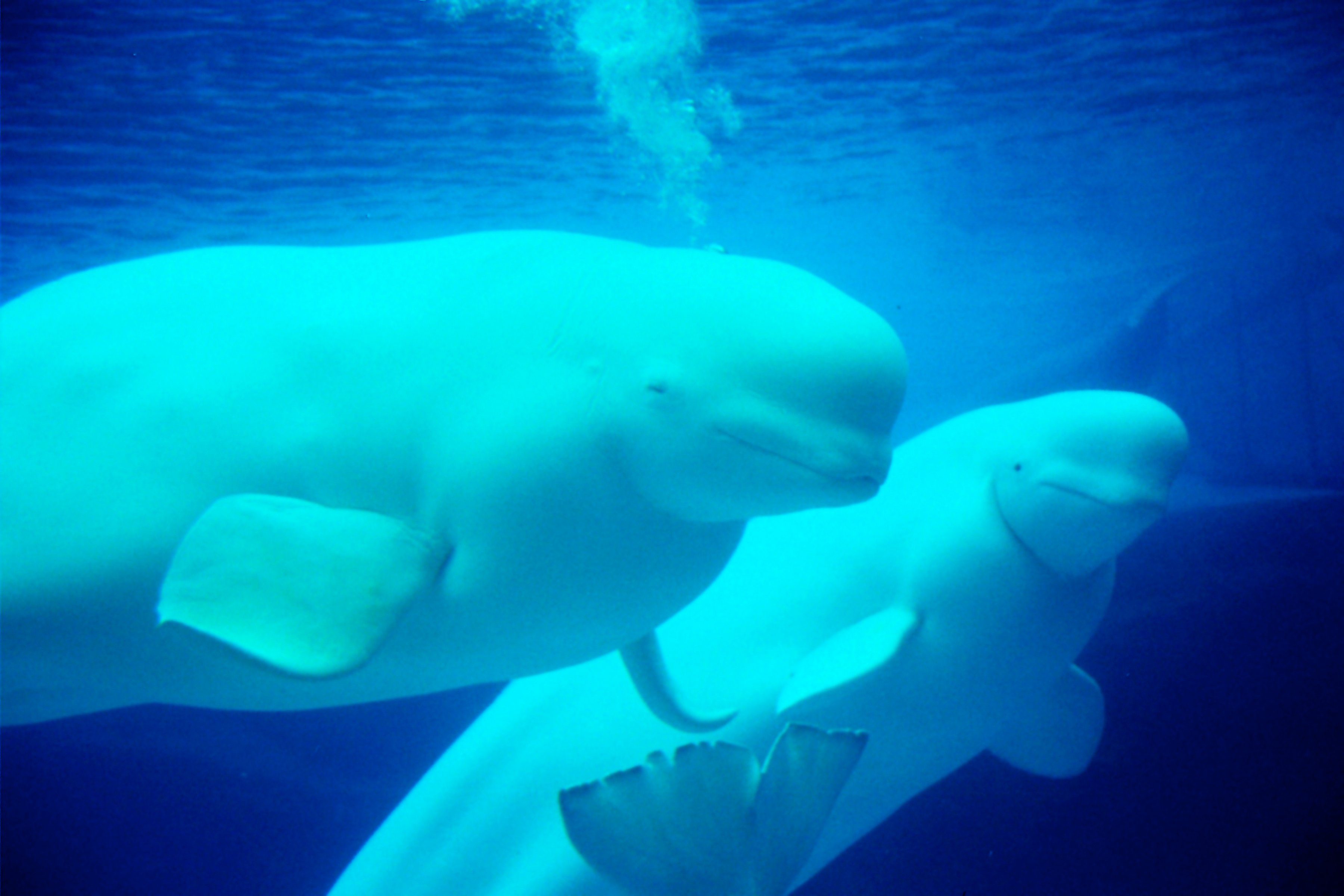 Papermoon Fotobehang Beluga Whales