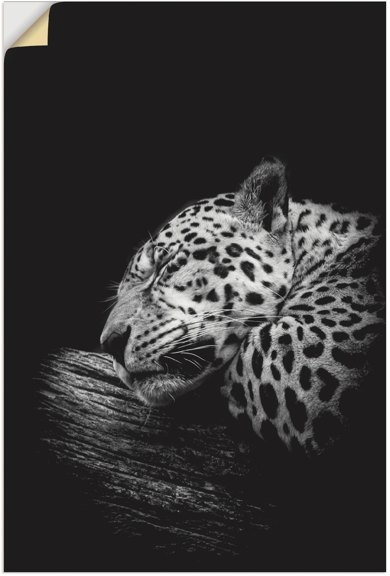 Artland Artprint Der schlafende Jaguar in vele afmetingen & productsoorten - artprint van aluminium / artprint voor buiten, artprint op linnen, poster, muursticker / wandfolie ook