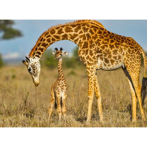 BMD fotobehang Masai Giraffe Protecting Baby