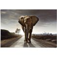 reinders! poster olifant wandeling (1 stuk) bruin