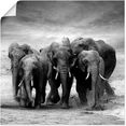 artland artprint olifanten in vele afmetingen  productsoorten - artprint van aluminium - artprint voor buiten, artprint op linnen, poster, muursticker - wandfolie ook geschikt voor de badkamer (1 stuk) zwart