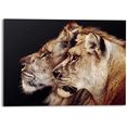 reinders! artprint leeuw en leeuwin roofdier - leeuwenkop - zijportret (1 stuk) bruin