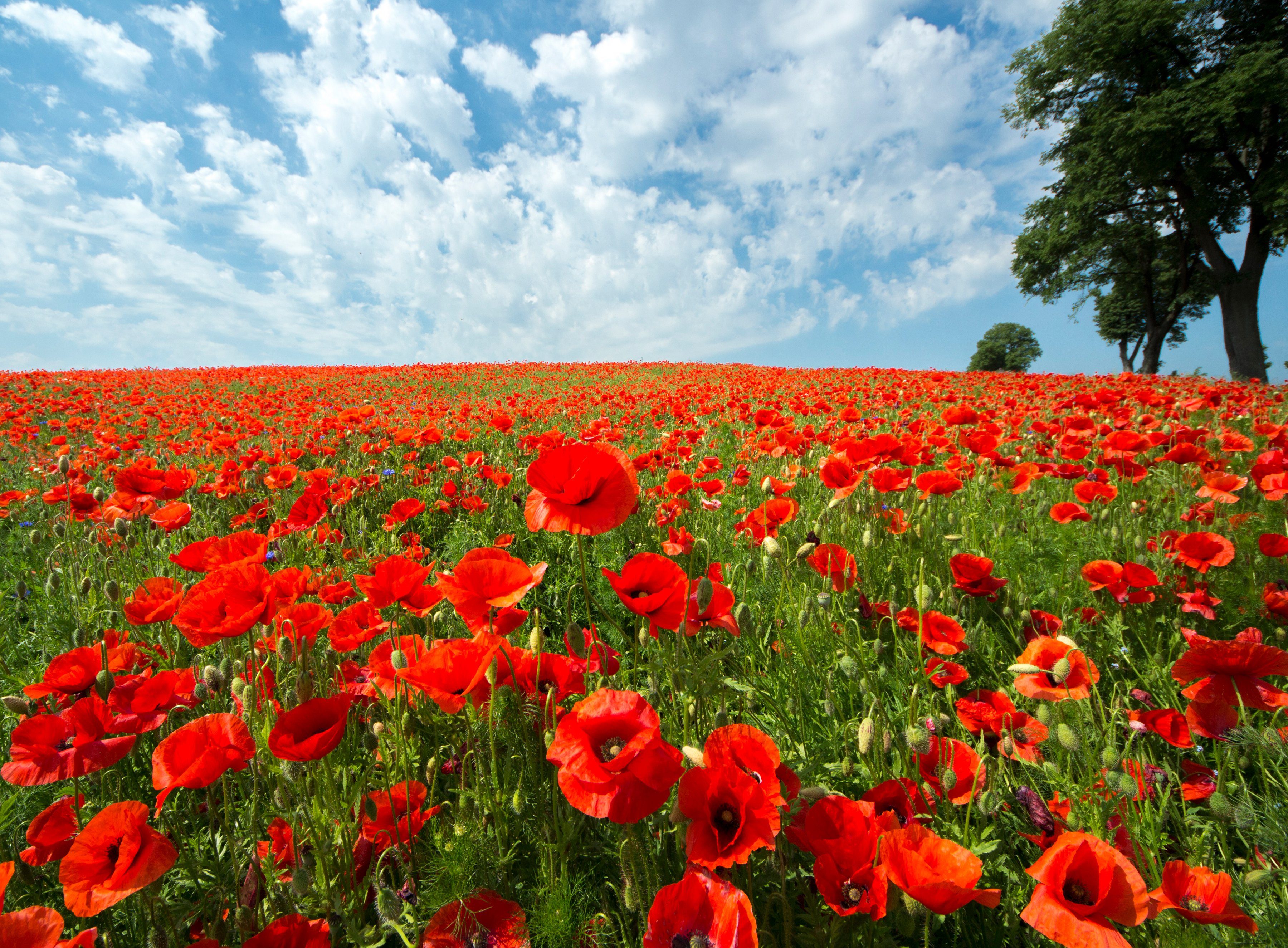 Papermoon Fotobehang Red Poppy Field