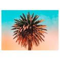 komar poster palm tree hoogte: 50 cm multicolor