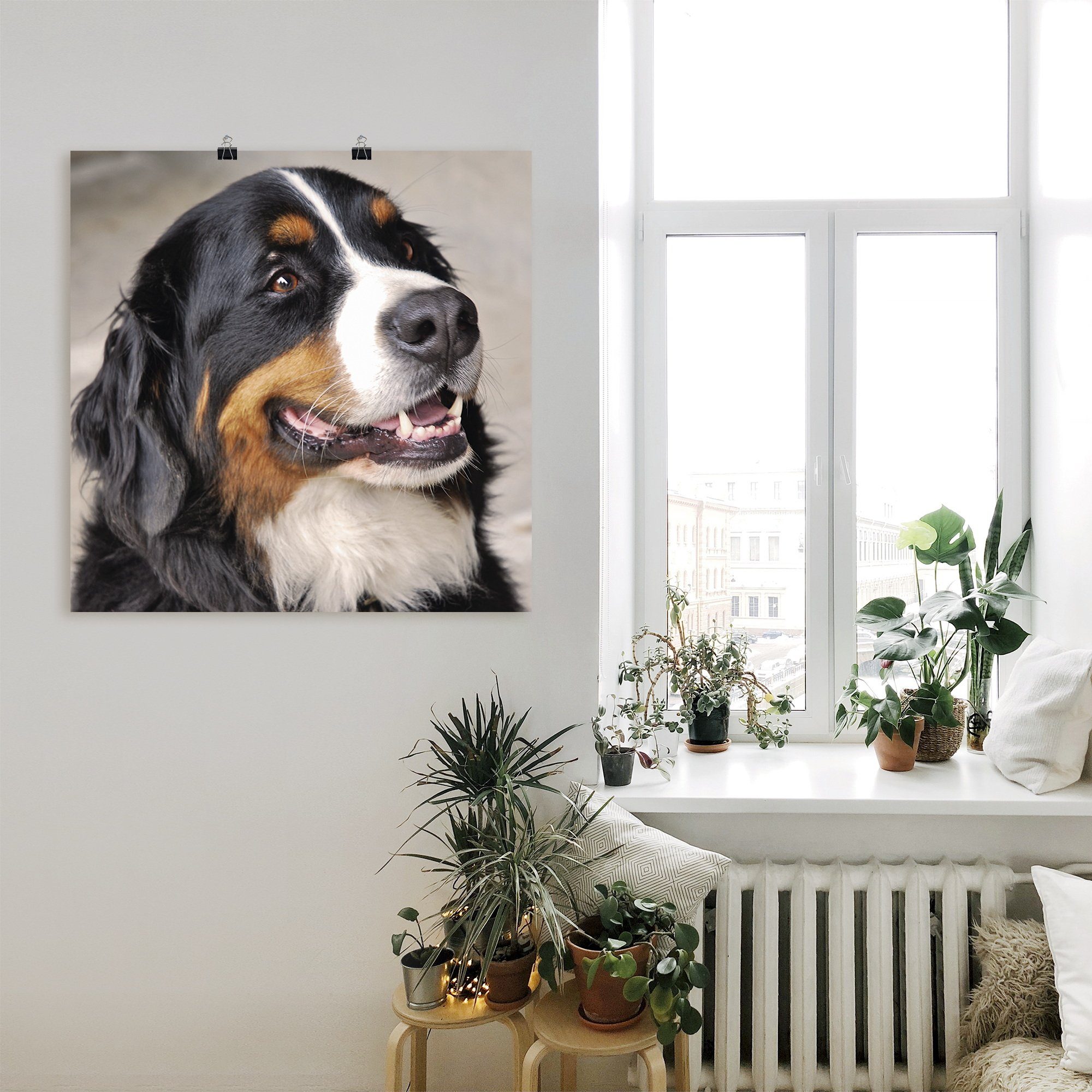 Artland Artprint Berner sennenhond als poster, muursticker in verschillende maten