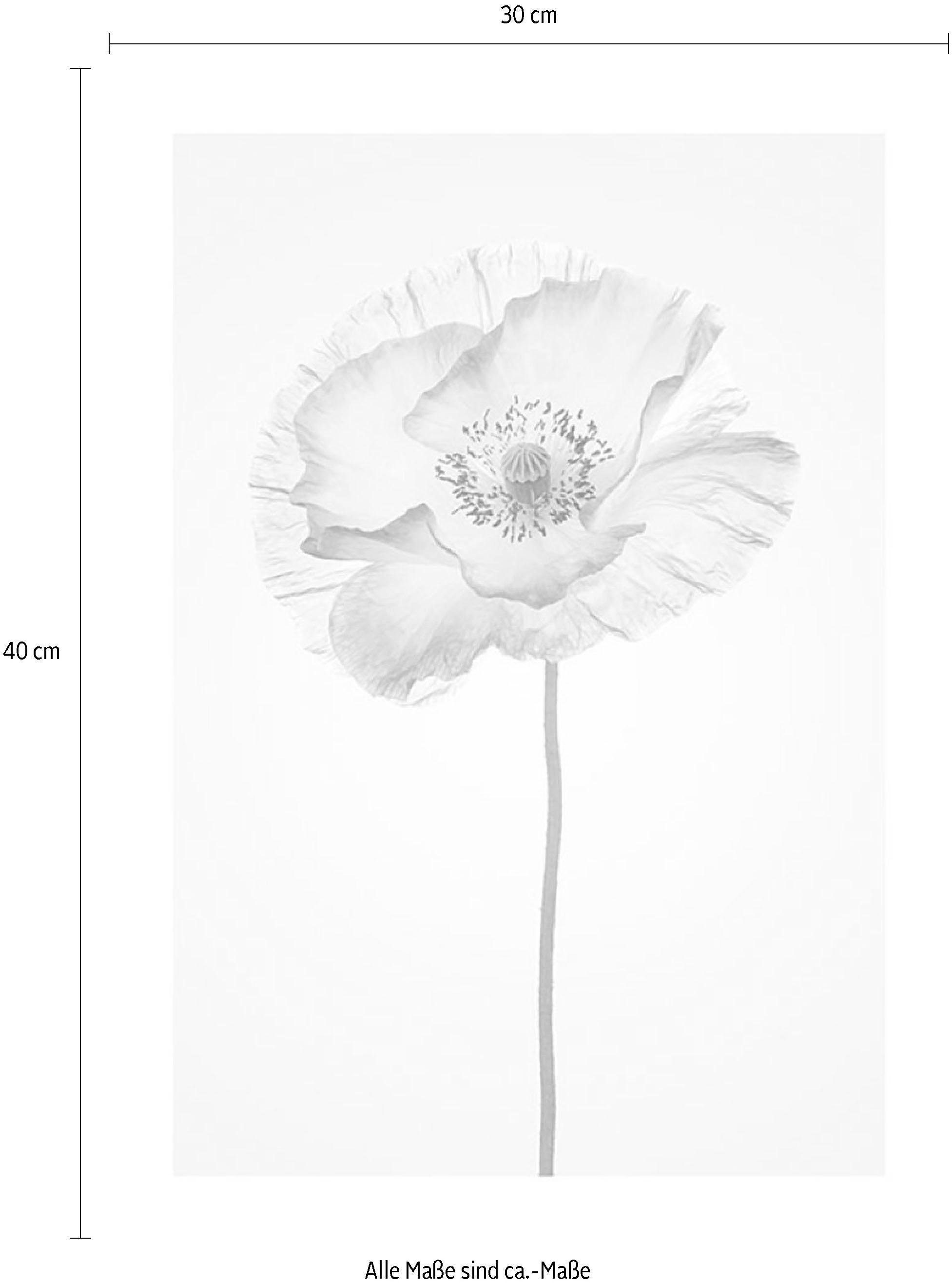 Komar Wanddecoratie Poppy Wanddecoratie - zonder lijst (1 stuk)