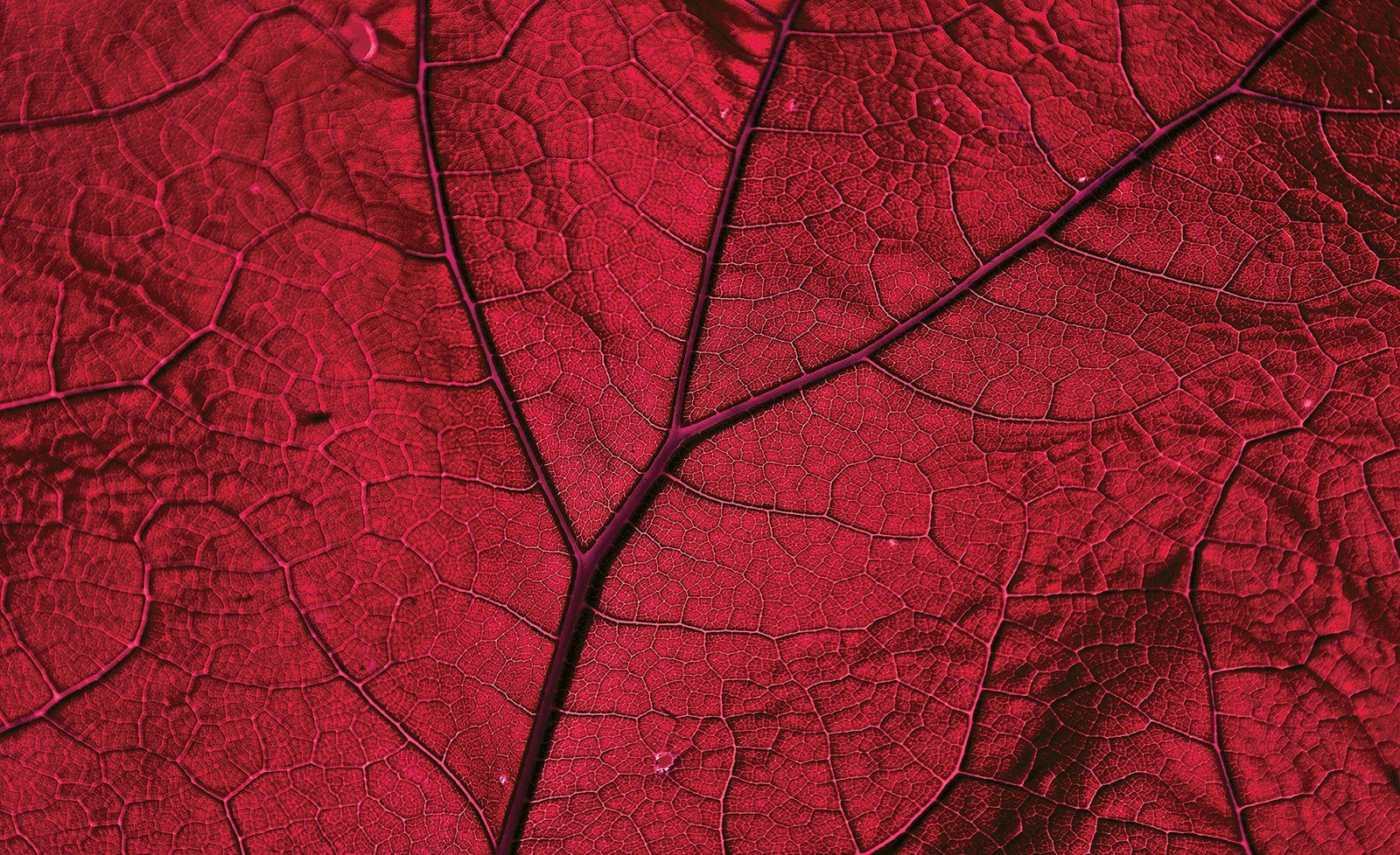 Consalnet Vliesbehang Close-up rode blad