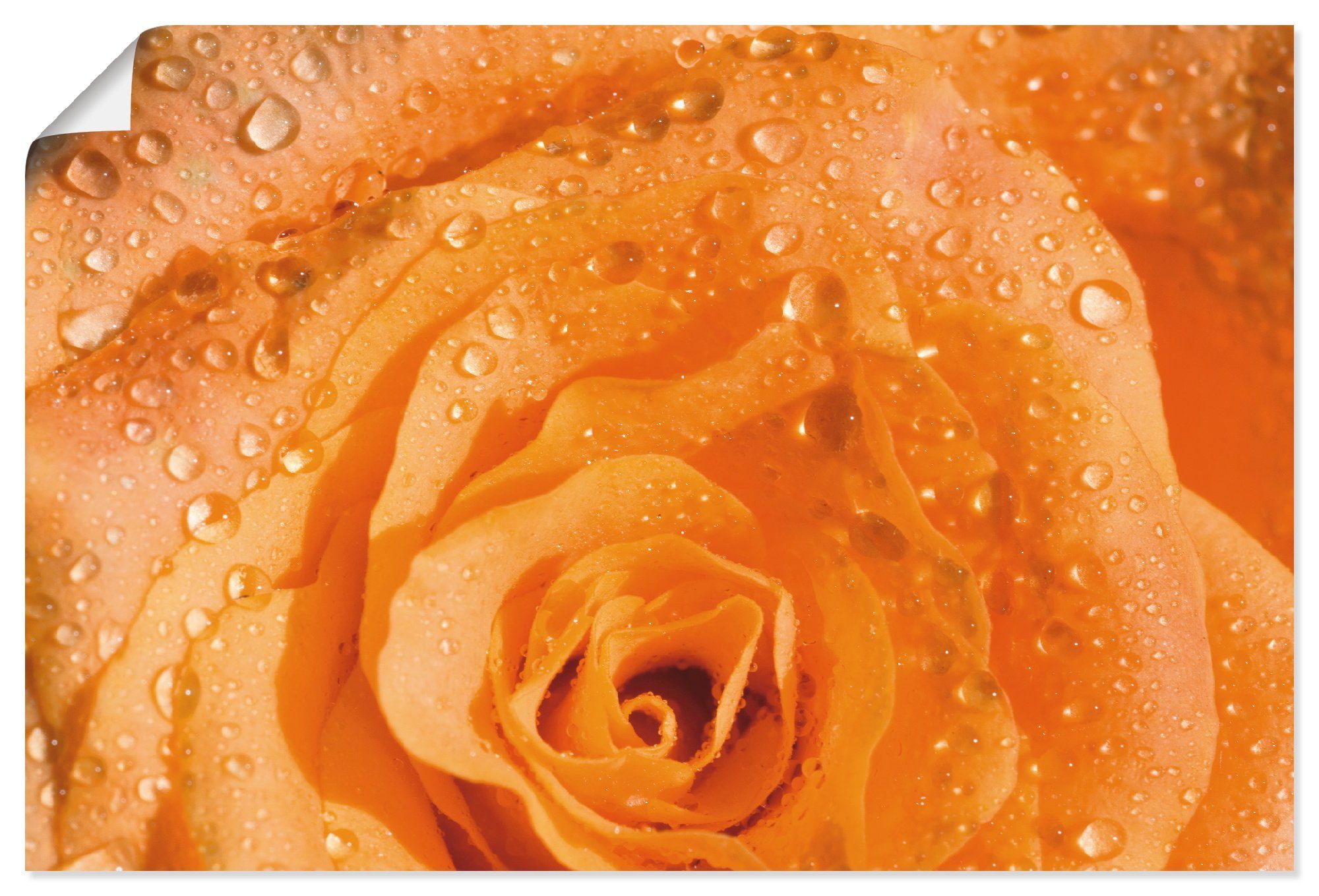 Artland artprint Rose