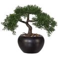 creativ green kunstplant bonsai (1 stuk) groen