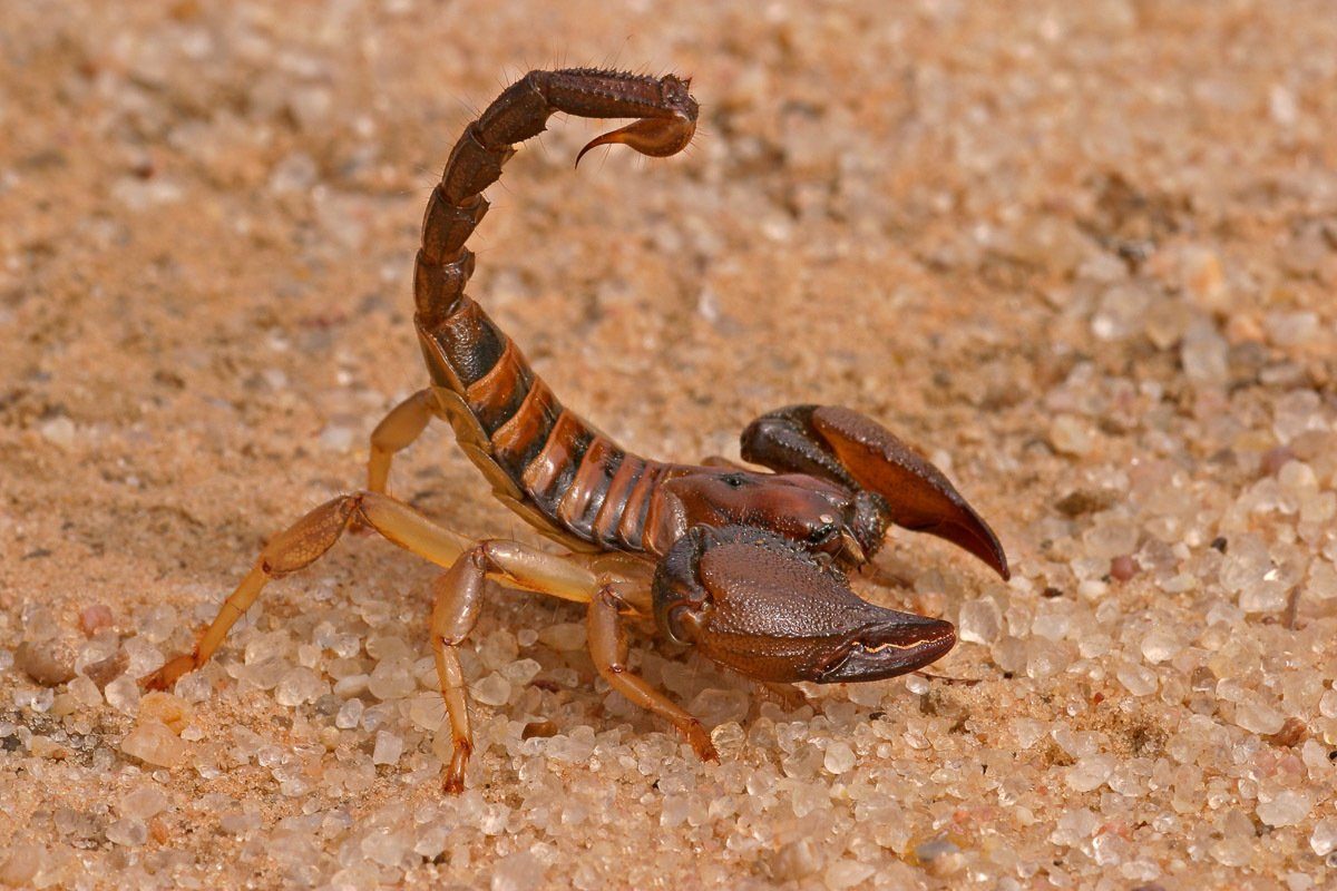 Papermoon Fotobehang Aggressiver Skorpion
