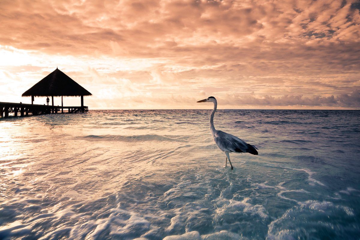 Papermoon Fotobehang Flamingo Tropical Beach