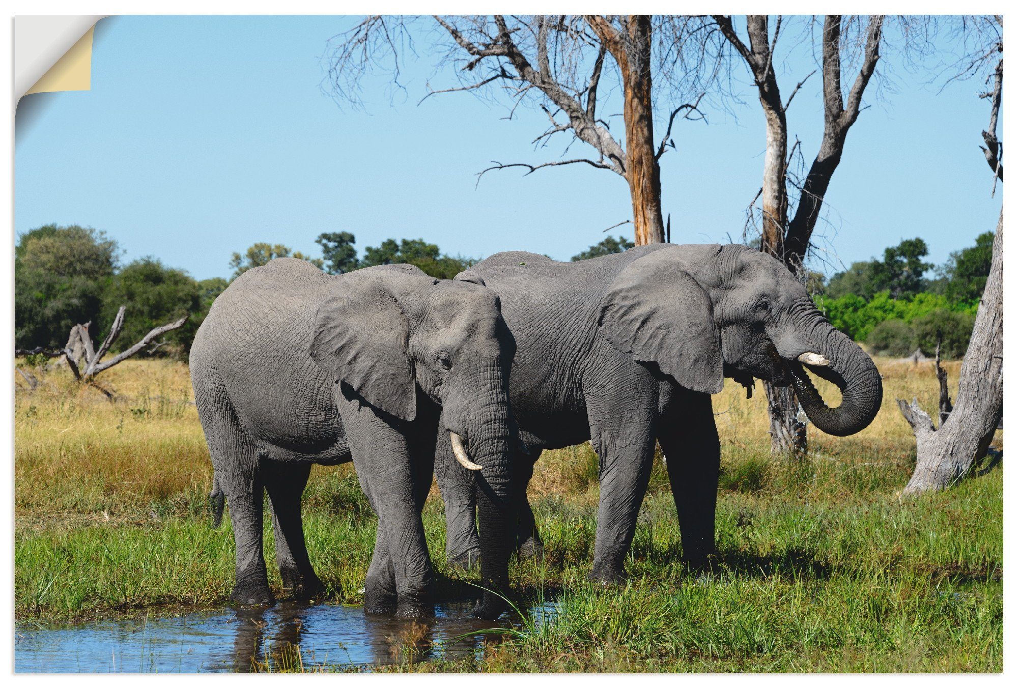 Artland Artprint Afrikaanse olifanten in vele afmetingen & productsoorten - artprint van aluminium / artprint voor buiten, artprint op linnen, poster, muursticker / wandfolie ook g