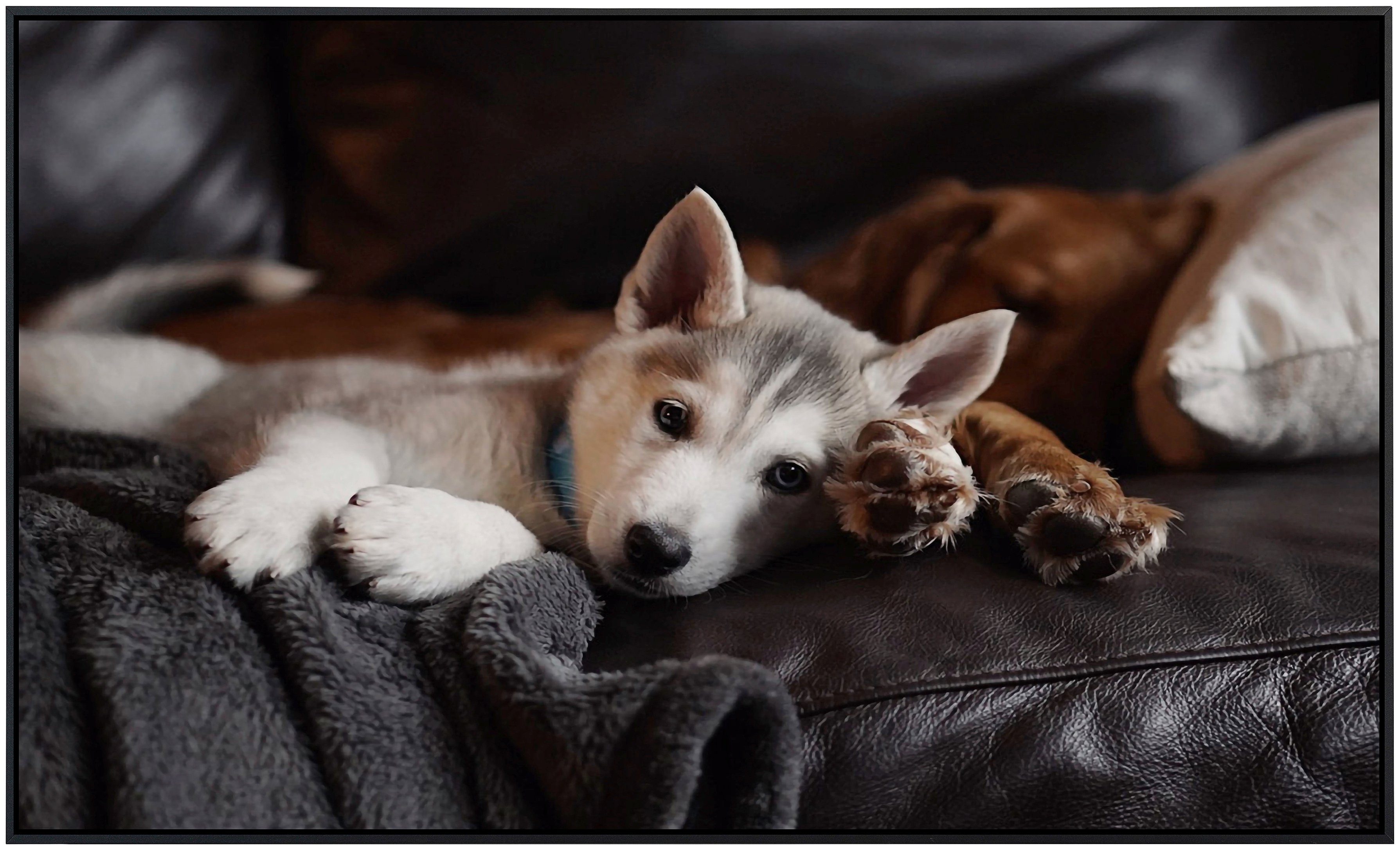 Papermoon Infraroodverwarming Pups op bank zeer aangename stralingswarmte