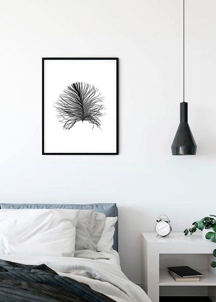 Komar Wanddecoratie Feather white Wanddecoratie - zonder lijst (1 stuk)
