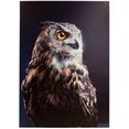 spiegelprofi gmbh decoratief paneel owl exclusieve artprint (1 stuk) multicolor