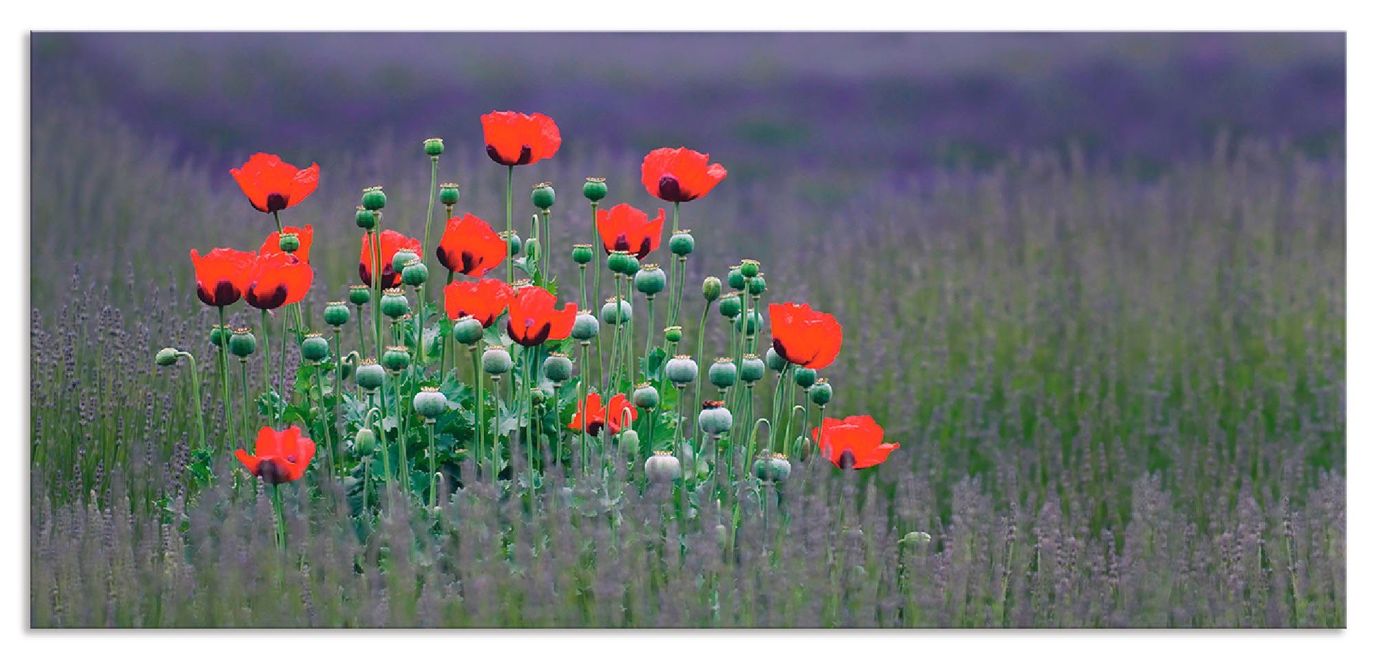 Artland Keukenwand Lavendel boerderij in Sequim - klaprozen zelfklevend in vele maten - spatscherm keuken achter kookplaat en spoelbak als wandbescherming tegen vet, water en vuil