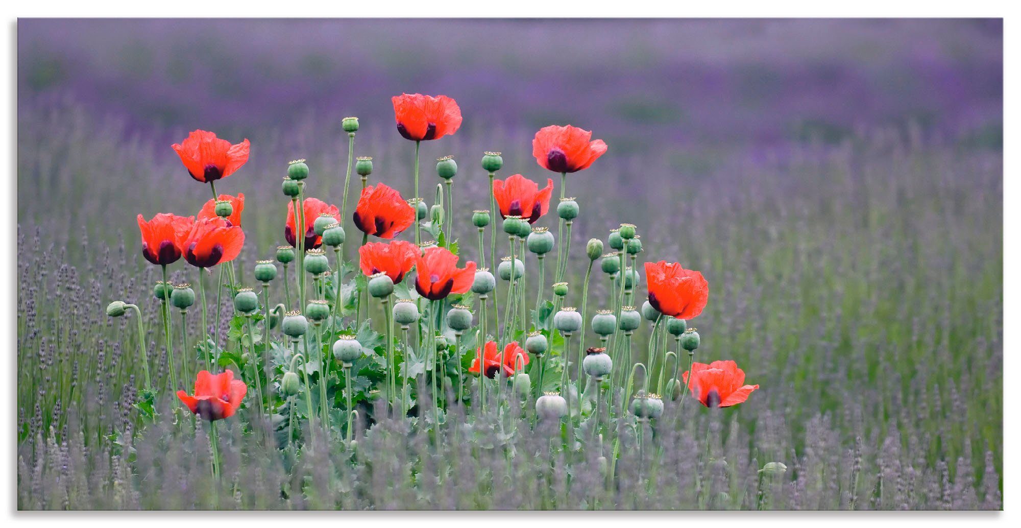 Artland Artprint Lavendel boerderij in Sequim - klaprozen in vele afmetingen & productsoorten - artprint van aluminium / artprint voor buiten, artprint op linnen, poster, muurstick