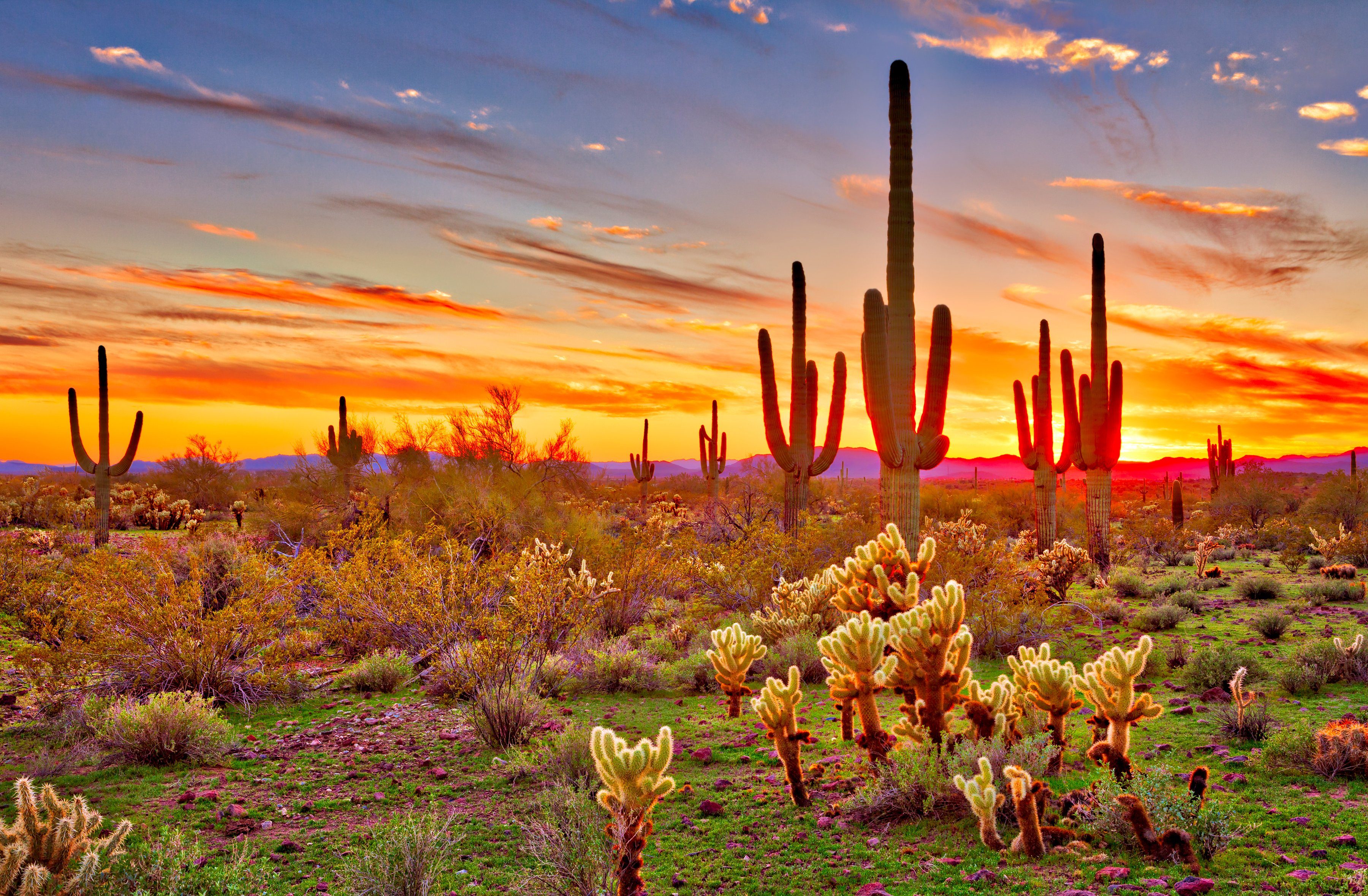 BMD fotobehang Saguaros Sunset Phoenix