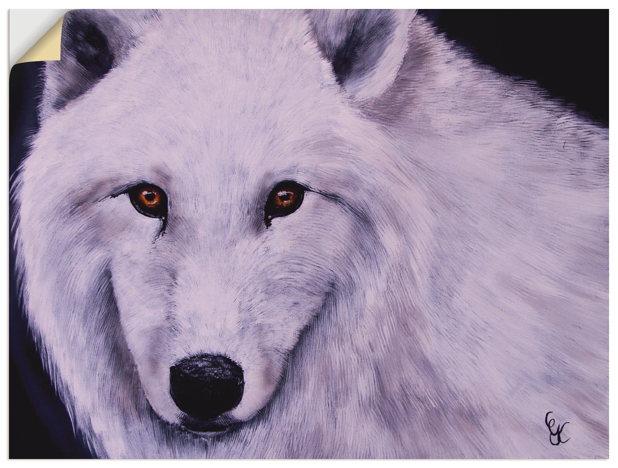 Artland Artprint Witte wolf in vele afmetingen & productsoorten - artprint van aluminium / artprint voor buiten, artprint op linnen, poster, muursticker / wandfolie ook geschikt vo