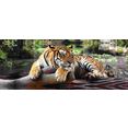 spiegelprofi gmbh artprint op linnen tijger exclusieve artprint, gedessineerde randen (1 stuk) multicolor