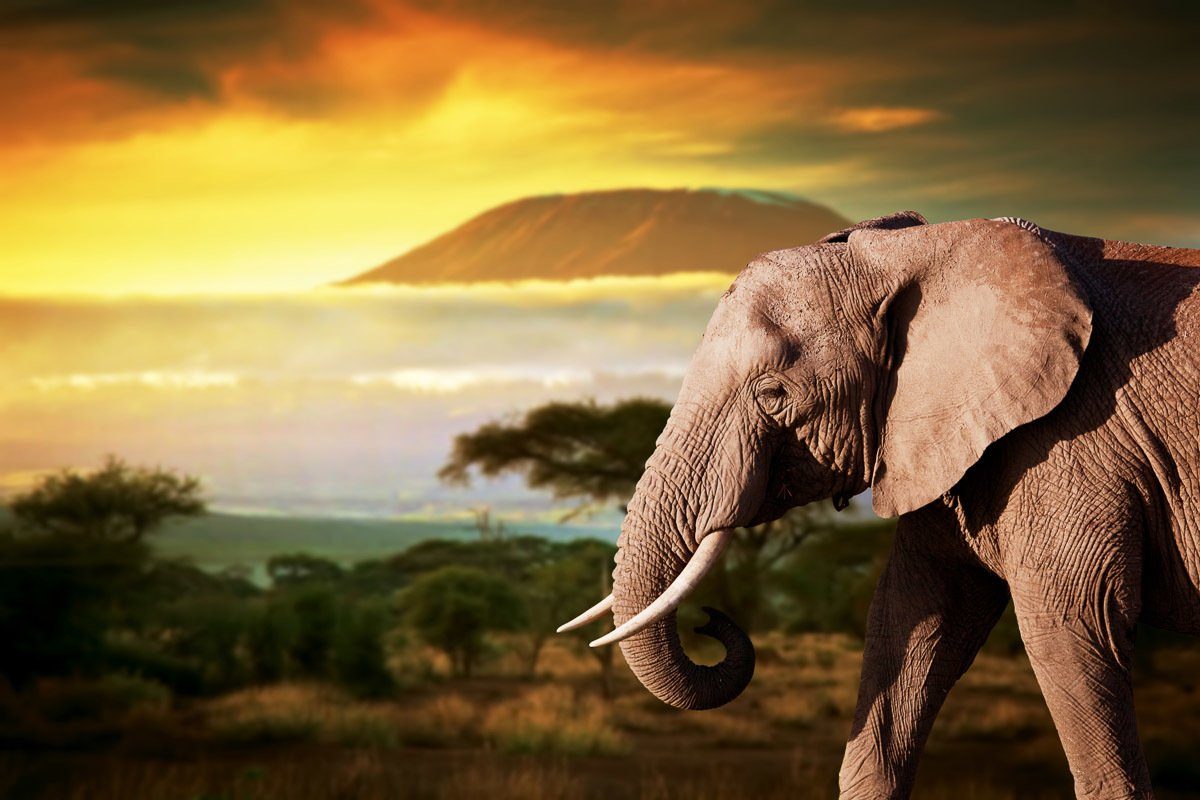 Papermoon Fotobehang Elefant von Kilimanjaro
