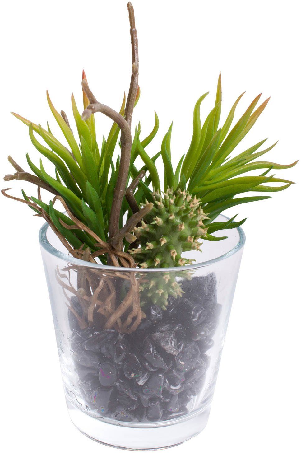 Botanic-Haus Kunst-potplanten Vetplanten arrangement in het glas (set, 2 stuks)