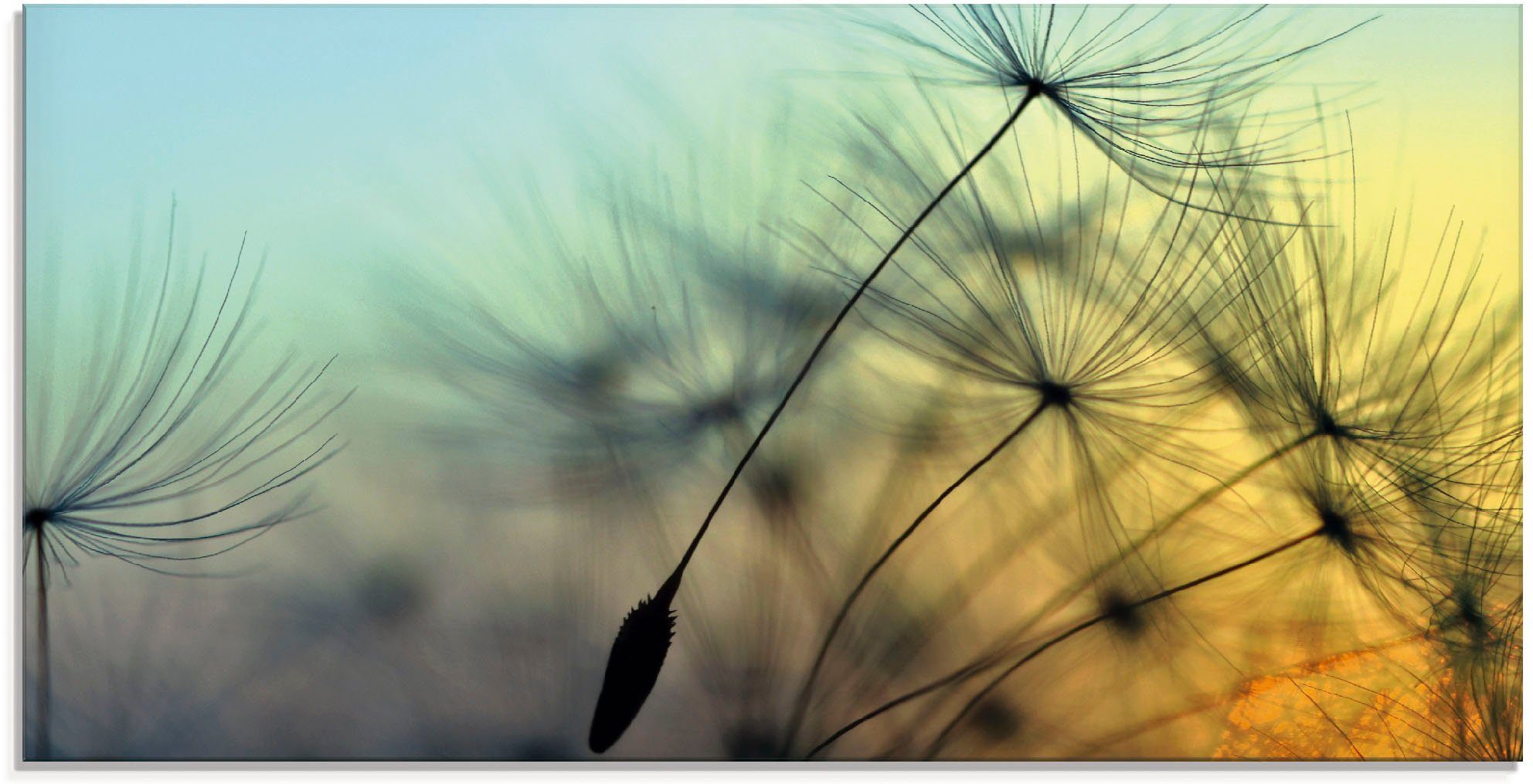 Artland print op glas Goldener Sonnenuntergang und Pusteblumen