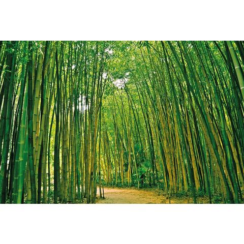 BMD fotobehang Bamboo Forest