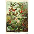 reinders! poster kolibries lithografie (1 stuk) multicolor