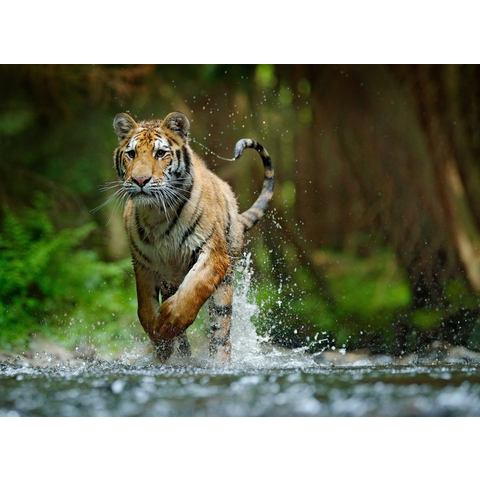 BMD fotobehang Siberian Amur Tiger