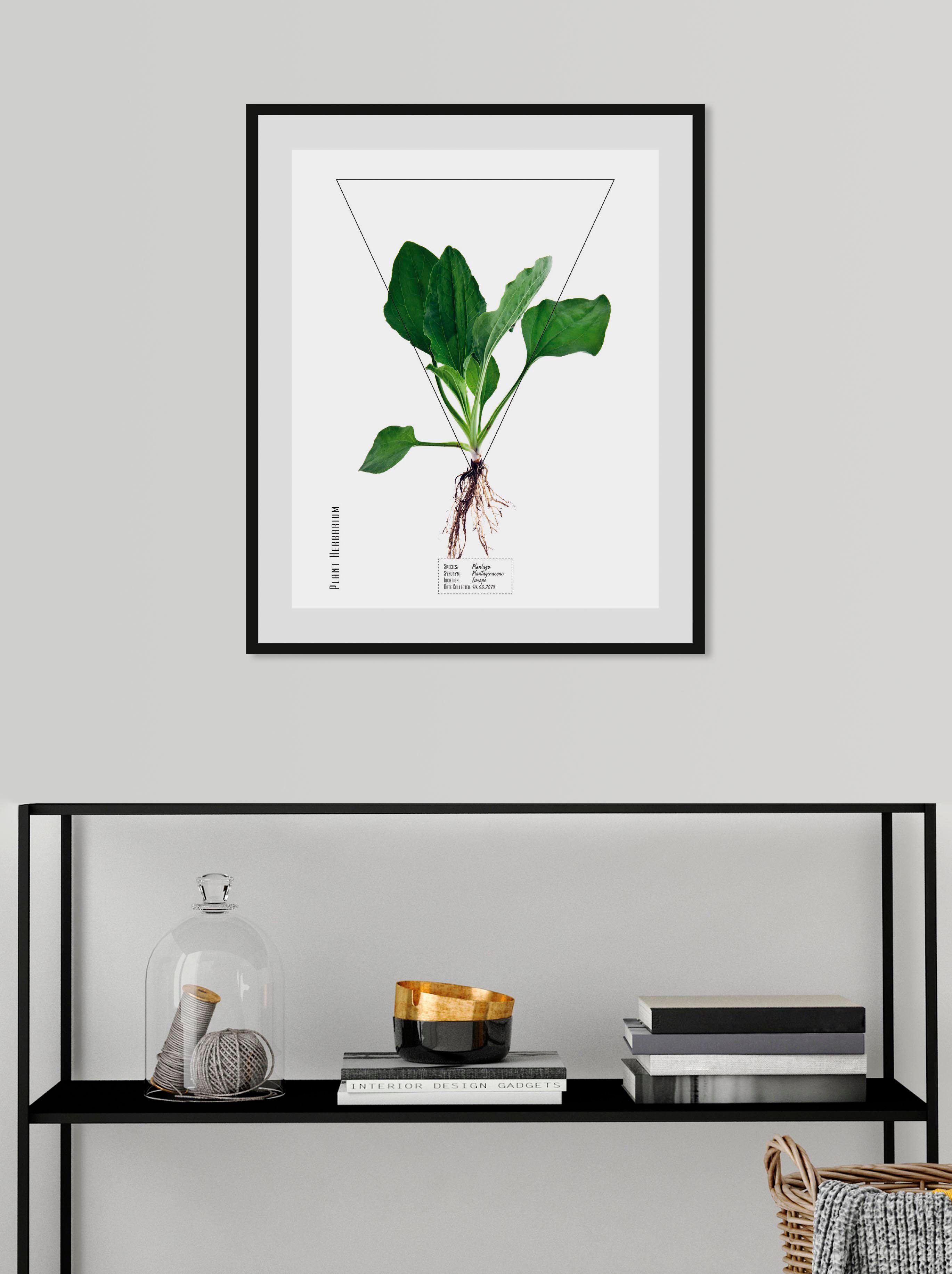 queence wanddecoratie Plantago