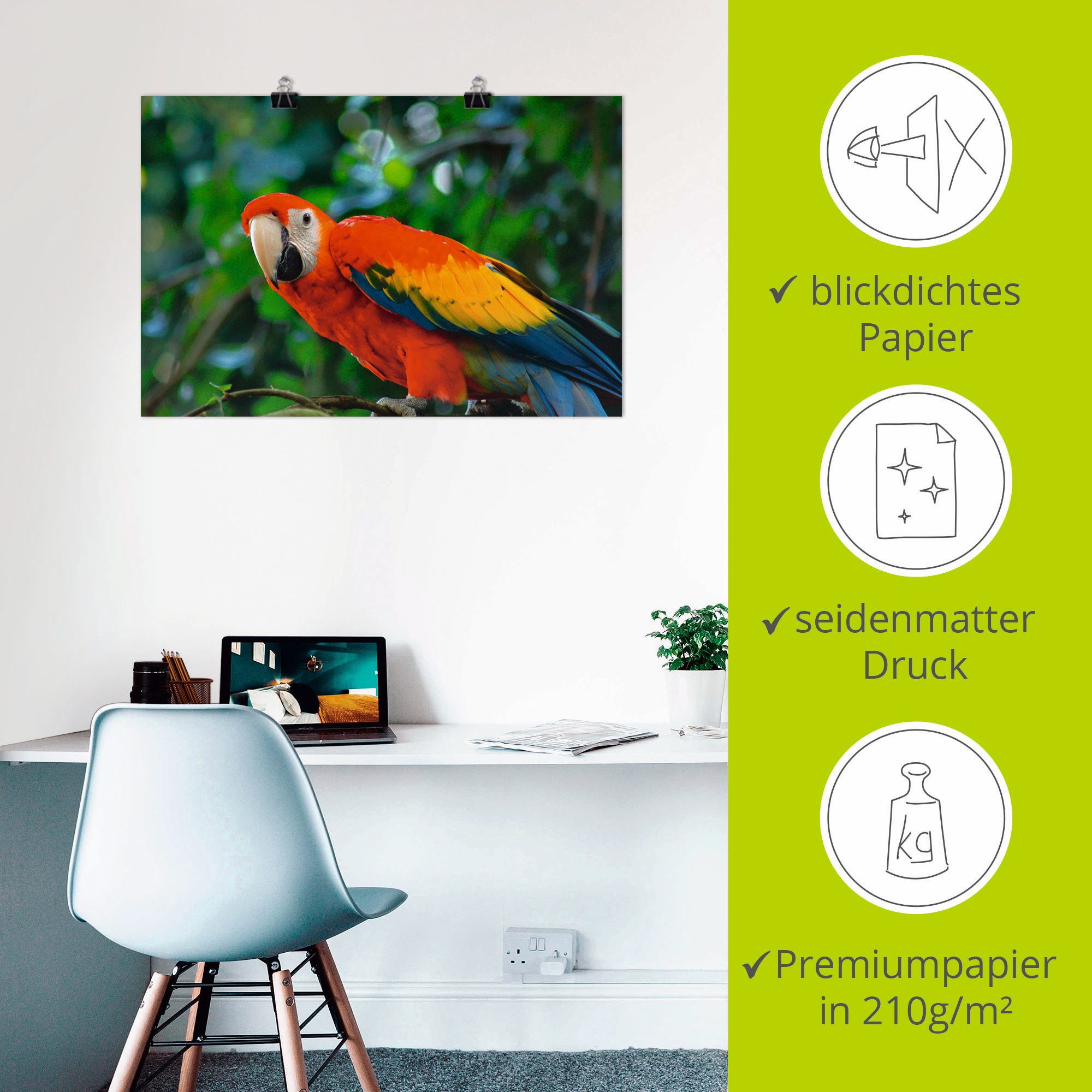 Artland Poster Rode Ara als artprint van aluminium, artprint op linnen, muursticker of poster in verschillende maten