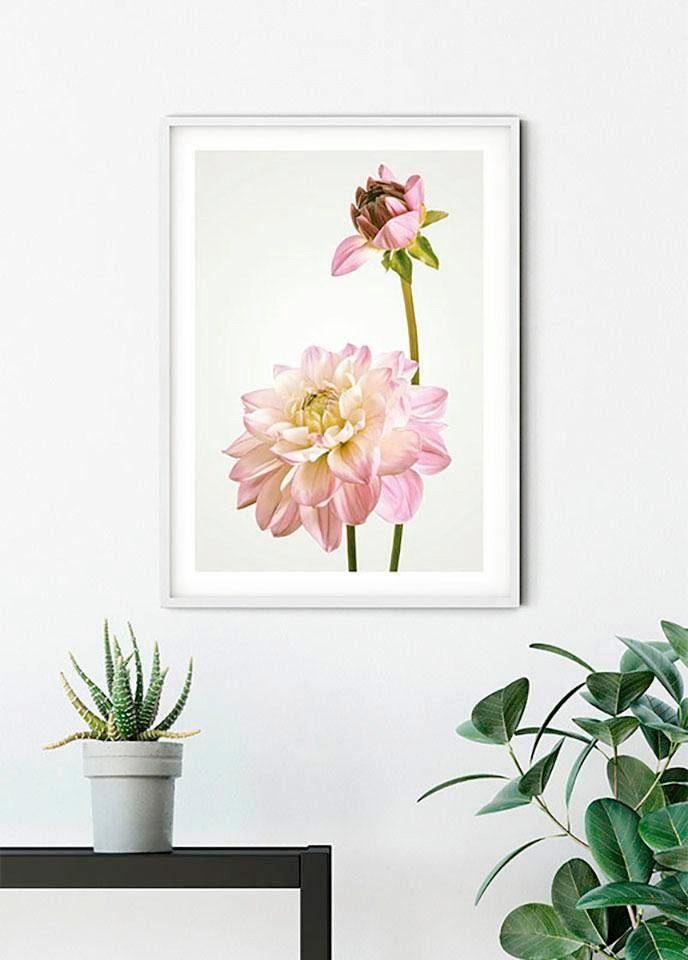 Komar Wanddecoratie Dahlia Wanddecoratie - zonder lijst (1 stuk)